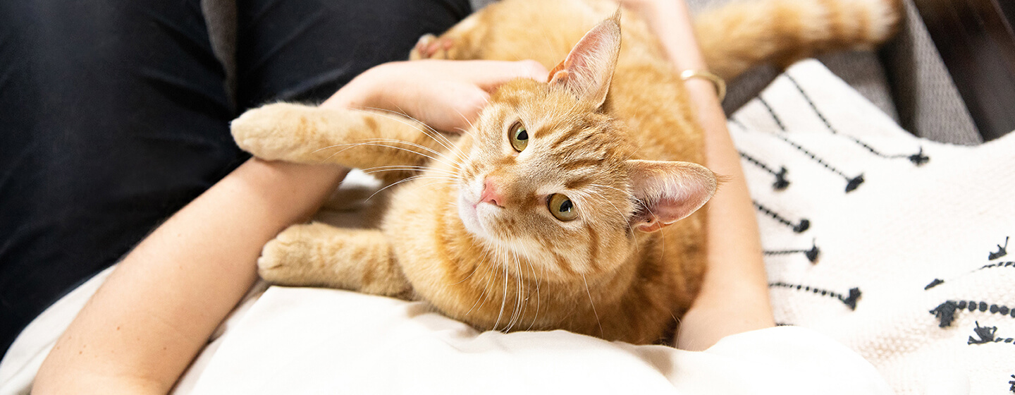 Woman Holding Cat